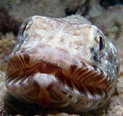 lizardfish straight on by Martin Dalsaso 